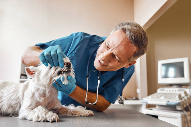 Best Emergency Dental Services for Seniors in Glenshaw, PA